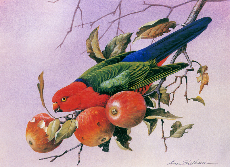 [Flowerchild scan] Eric Shepherd - 2002 Australian Birds Calendar - King Parrot; DISPLAY FULL IMAGE.