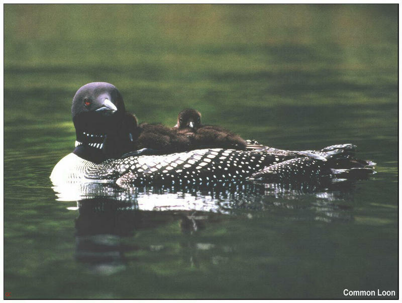 [GrayCreek MM Calendar] Common Loon and chicks; DISPLAY FULL IMAGE.
