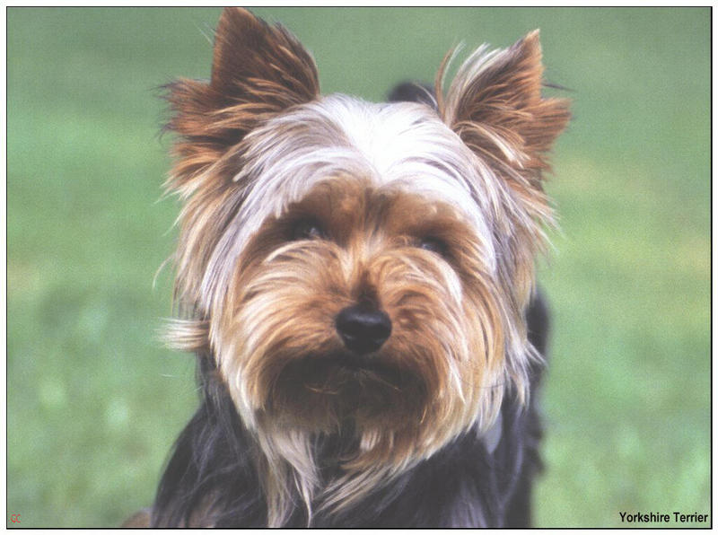 [GrayCreek MM Calendar] Yorkshire Terrier; DISPLAY FULL IMAGE.