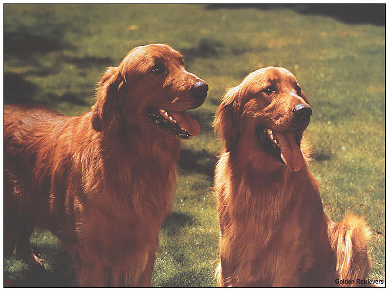 [GrayCreek MM Calendar] Golden Retriever; DISPLAY FULL IMAGE.