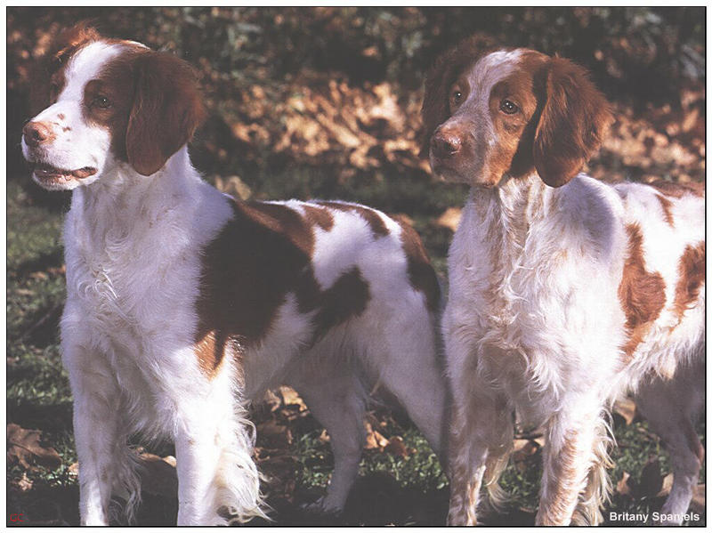 [GrayCreek MM Calendar] Britany Spaniel; DISPLAY FULL IMAGE.