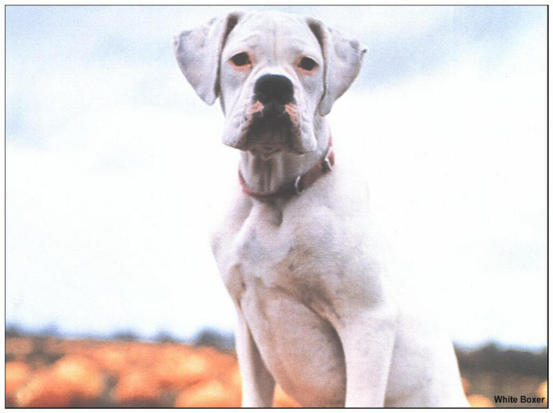 [GrayCreek MM Calendar] White Boxer; DISPLAY FULL IMAGE.