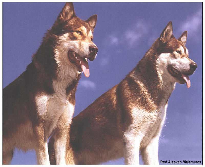 [GrayCreek MM Calendar] Red Alaskan Malamute; DISPLAY FULL IMAGE.