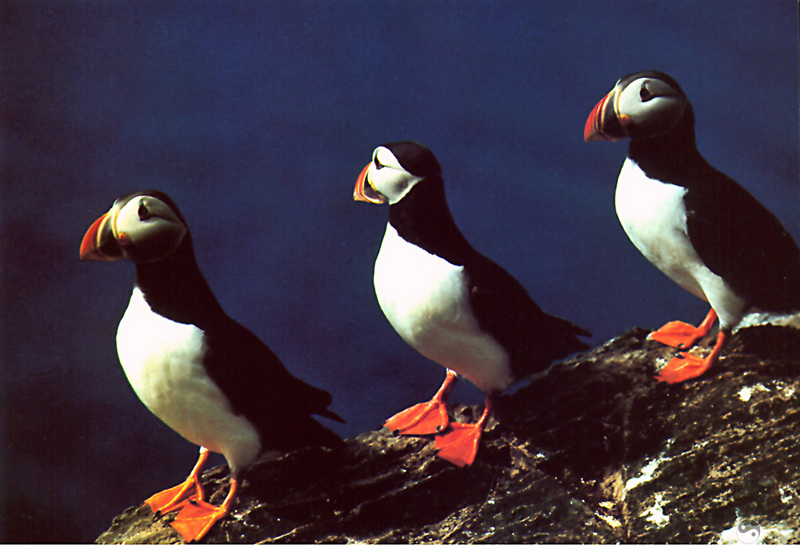 [Wrath Wildlife Calendar] Atlantic Puffins; DISPLAY FULL IMAGE.