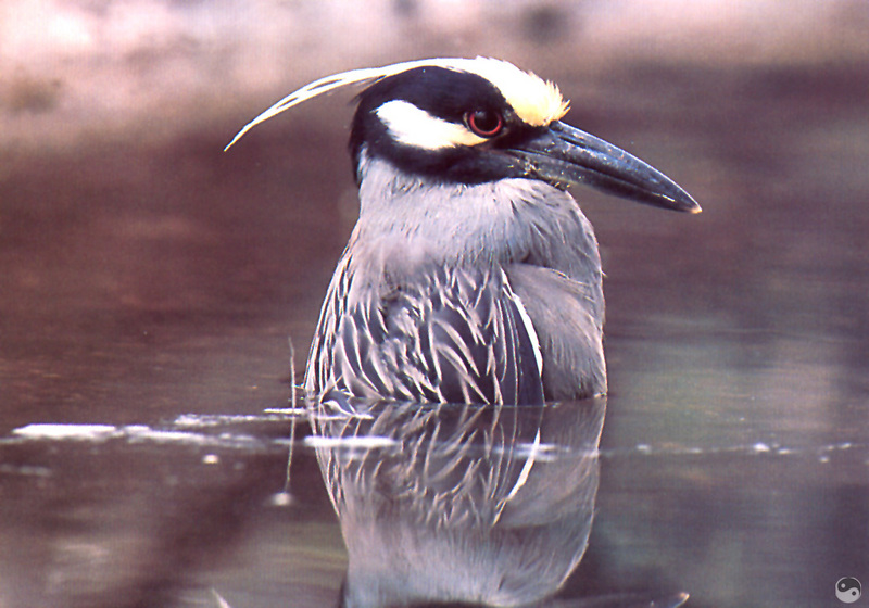 [Wrath Wildlife Calendar] Yellow-crowned Night Heron (Nyctanassa violacea), Louisiana; DISPLAY FULL IMAGE.