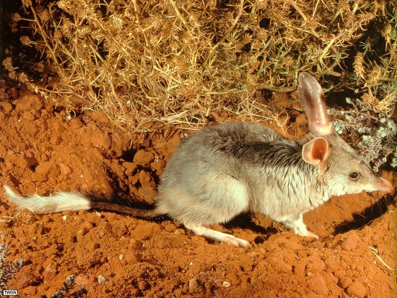 [TWON scan Nature (Animals)] Greater Bilby, Macrotis lagotis; DISPLAY FULL IMAGE.