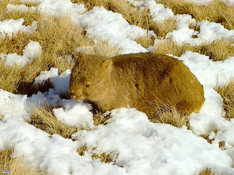 [TWON scan Nature (Animals)] Common Wombat; DISPLAY FULL IMAGE.