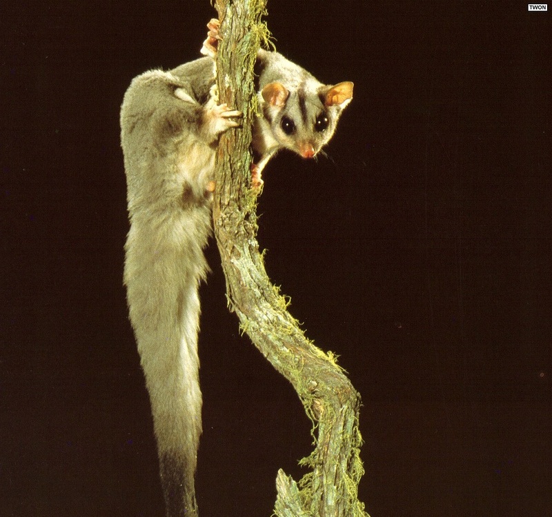 [TWON scan Nature (Animals)] Squirrel Glider; DISPLAY FULL IMAGE.