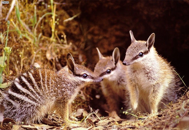 [TWON scan Nature (Animals)] Juvenile Numbat; DISPLAY FULL IMAGE.