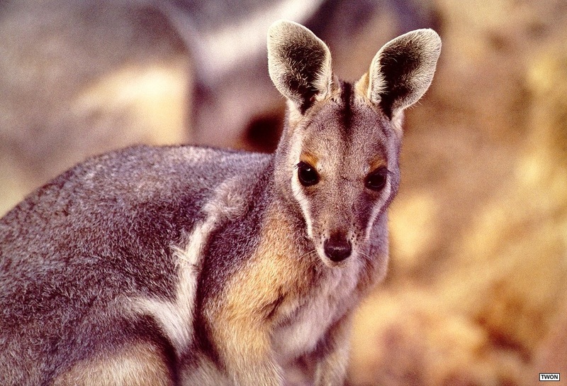 [TWON scan Nature (Animals)] Yellow-footed Rock Wallaby; DISPLAY FULL IMAGE.
