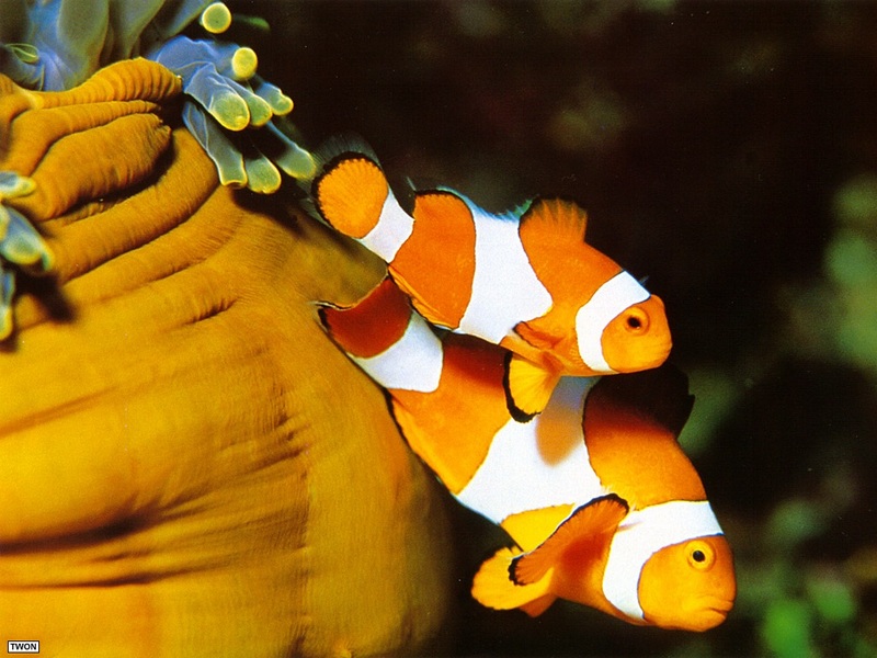 [TWON scan Nature (Animals)] Clown Anemonefish; DISPLAY FULL IMAGE.
