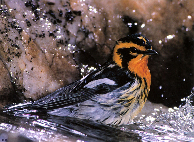 [Birds of North America] Blackburnian Warbler (Male); DISPLAY FULL IMAGE.