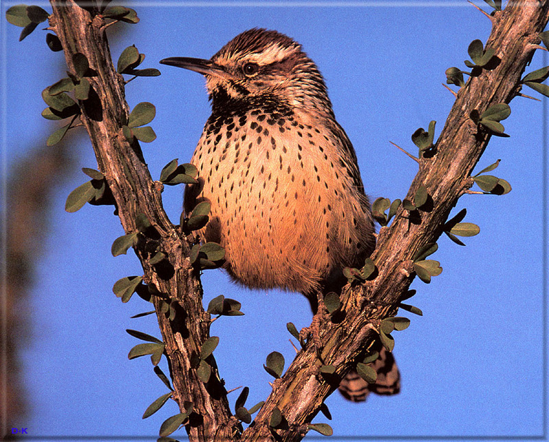 [Birds of North America] Cactus Wren; DISPLAY FULL IMAGE.