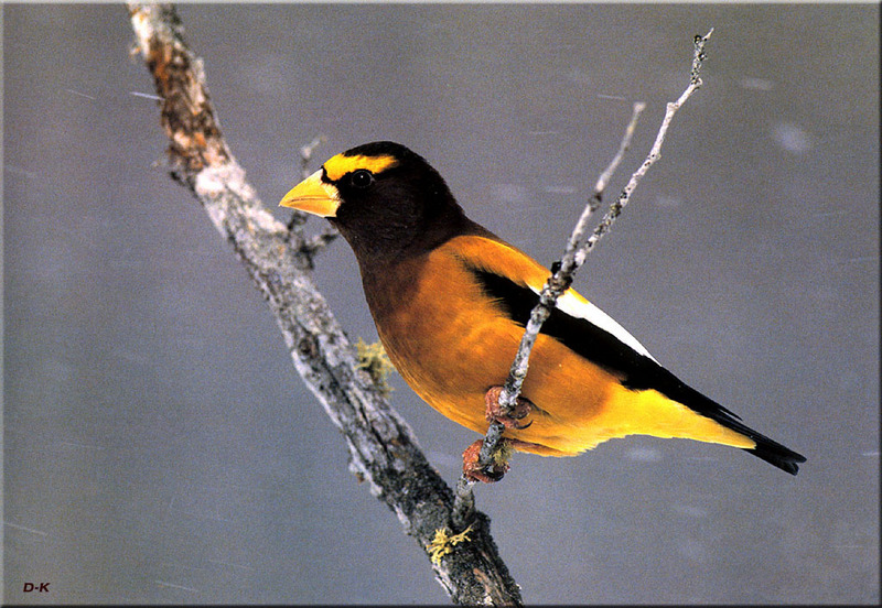 [Birds of North America] Evening Grosbeak; DISPLAY FULL IMAGE.