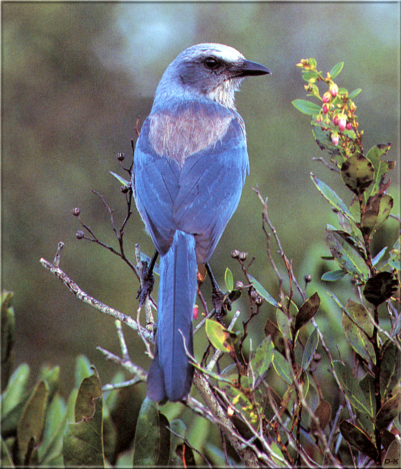 [Birds of North America] Florida Scrub Jay; DISPLAY FULL IMAGE.