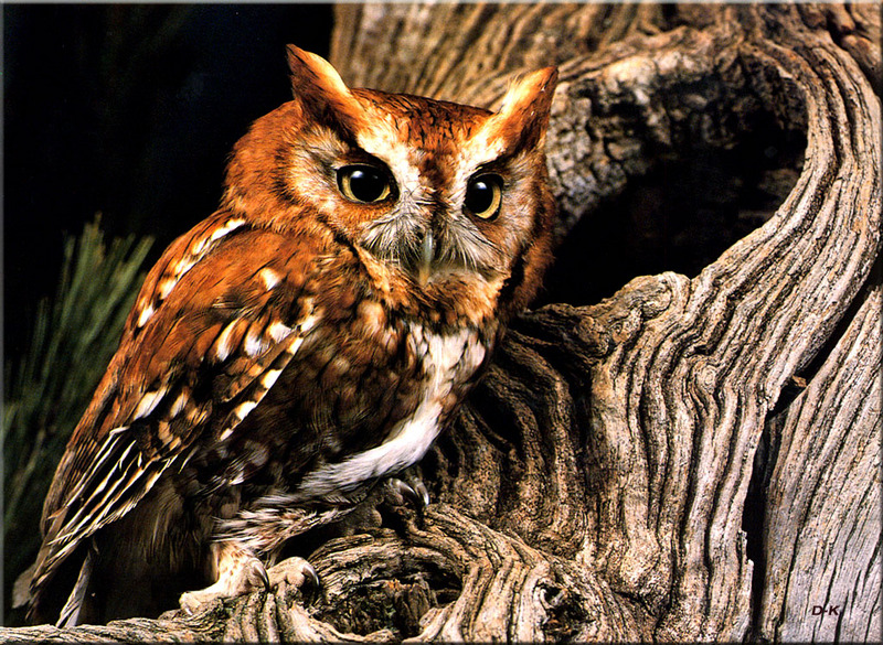 [Birds of North America] Eastern Screech Owl; DISPLAY FULL IMAGE.