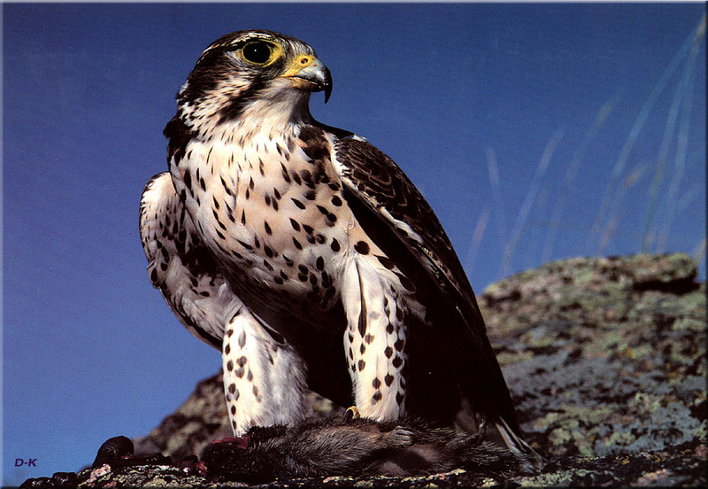 [Birds of North America] Prairie Falcon; DISPLAY FULL IMAGE.