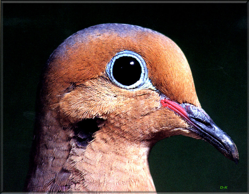 [Birds of North America] Mourning Dove; DISPLAY FULL IMAGE.