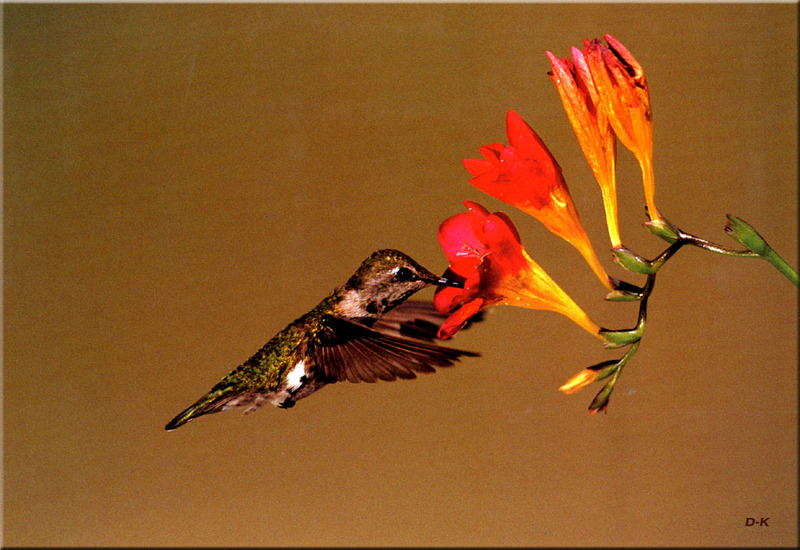 [Birds of North America] Anna's Hummingbird; DISPLAY FULL IMAGE.