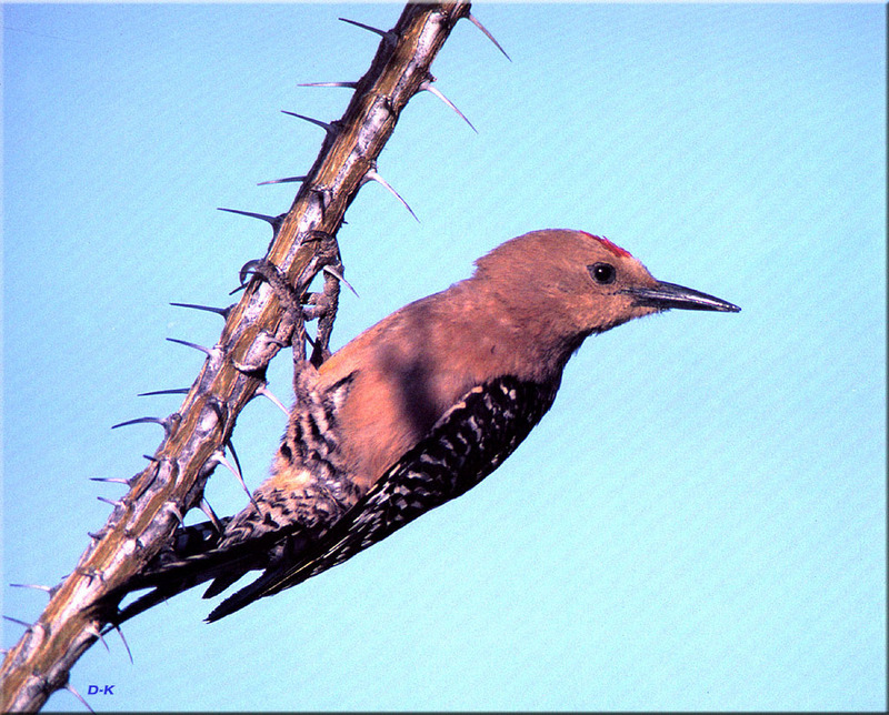 [Birds of North America] Gila Woodpecker; DISPLAY FULL IMAGE.