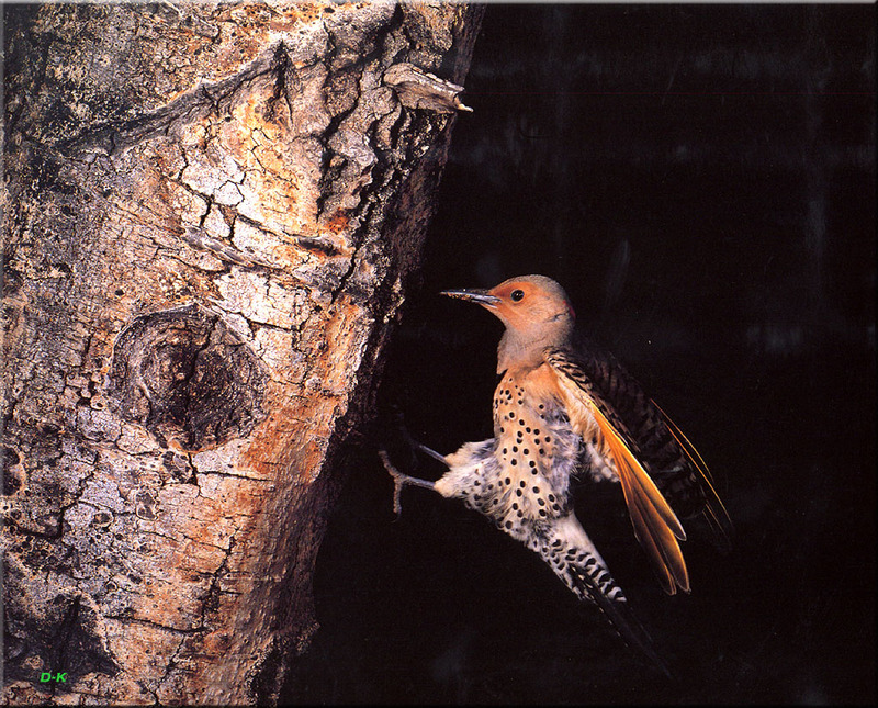[Birds of North America] Yellow-shafted Northern Flicker; DISPLAY FULL IMAGE.