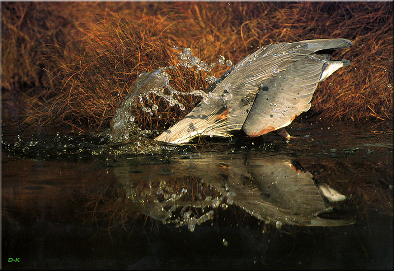 [Birds of North America] Great Blue Heron (Ardea herodias); DISPLAY FULL IMAGE.