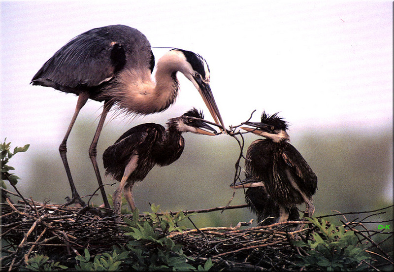 [Birds of North America] Great Blue Heron (Ardea herodias); DISPLAY FULL IMAGE.
