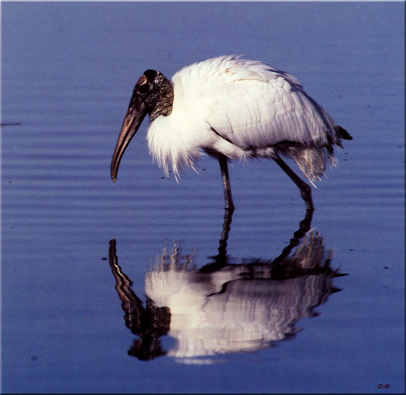 [Birds of North America] Wood Stork; DISPLAY FULL IMAGE.