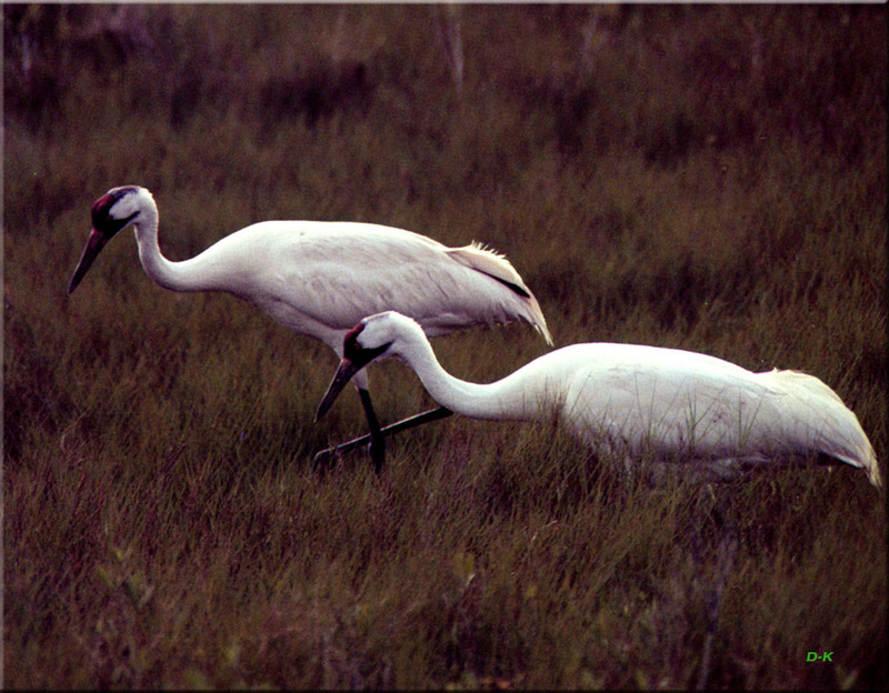 [Birds of North America] Whooping Cranes; DISPLAY FULL IMAGE.