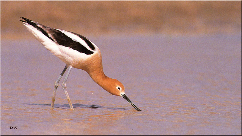 [Birds of North America] American Avocet; DISPLAY FULL IMAGE.