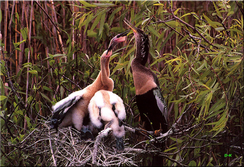 [Birds of North America] Anhinga (and Chicks); DISPLAY FULL IMAGE.