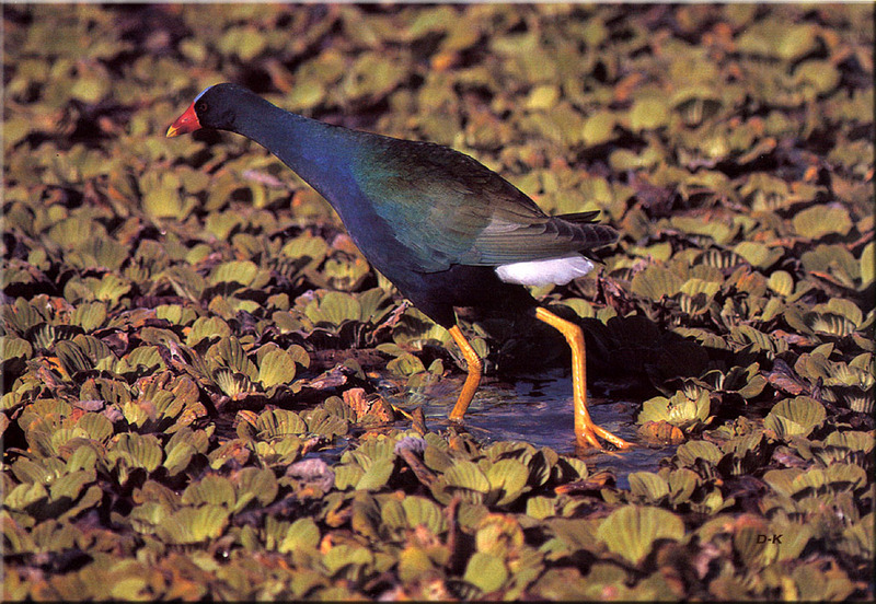 [Birds of North America] Purple Gallinule; DISPLAY FULL IMAGE.