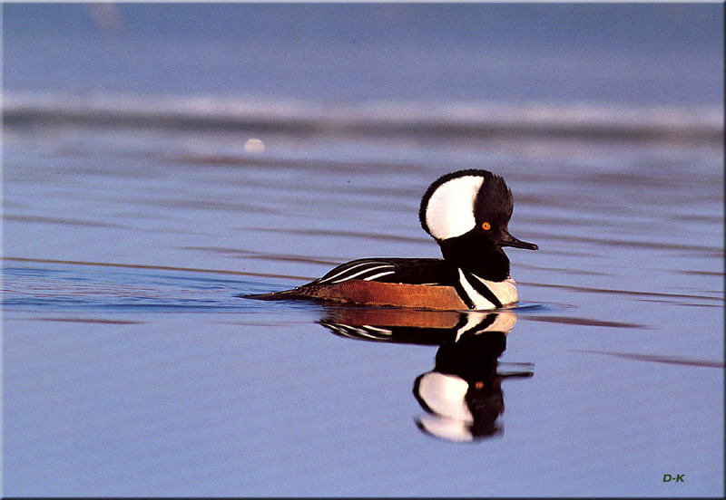 [Birds of North America] Hooded Merganser Drake; DISPLAY FULL IMAGE.