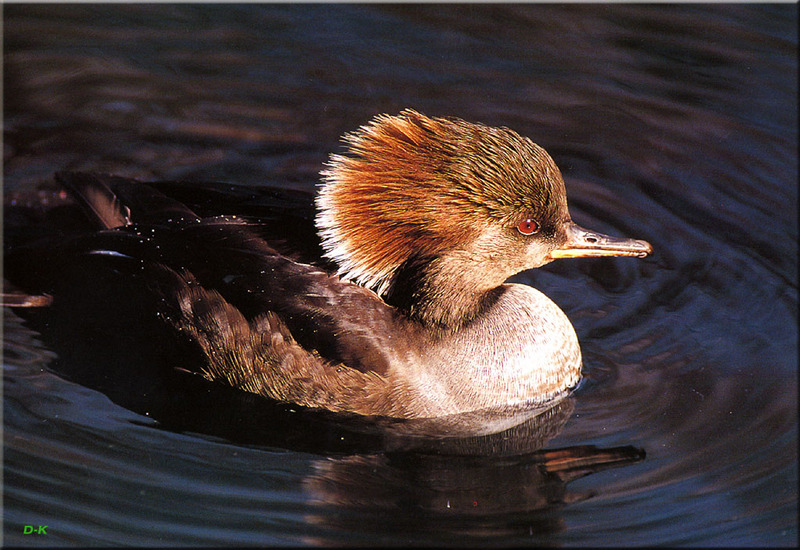 [Birds of North America] Hooded Merganser Hen; DISPLAY FULL IMAGE.