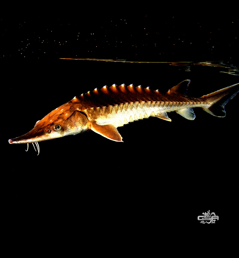 [WYscan CSA Witness] Sturgeon; DISPLAY FULL IMAGE.