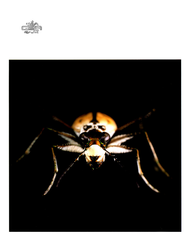 [WYscan CSA Witness] Beetle?; DISPLAY FULL IMAGE.