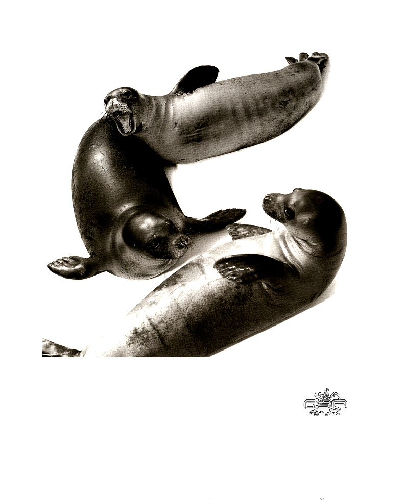 [WYscan CSA Witness] Sea Lions; DISPLAY FULL IMAGE.