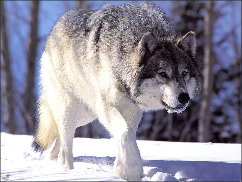 [Weatherby Scan] Gray Wolf; DISPLAY FULL IMAGE.