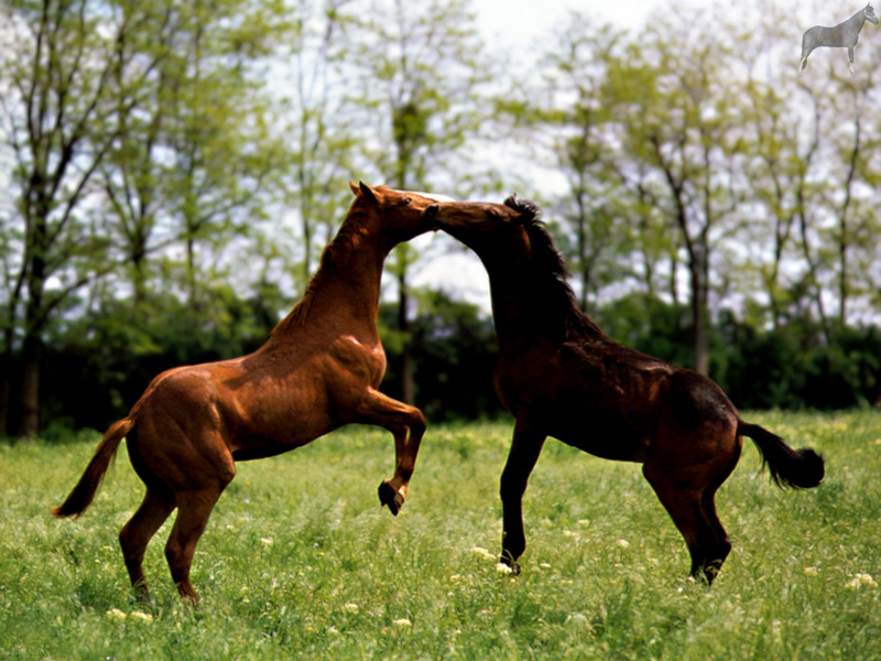 [Equus-SDC Horses] Thoroughbred Colts; DISPLAY FULL IMAGE.