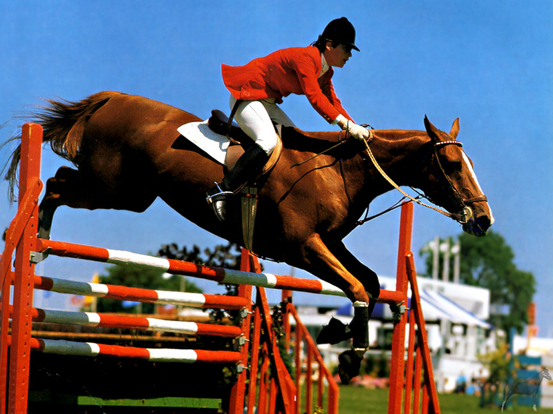 [Equus-SDC Horses] Flight; DISPLAY FULL IMAGE.
