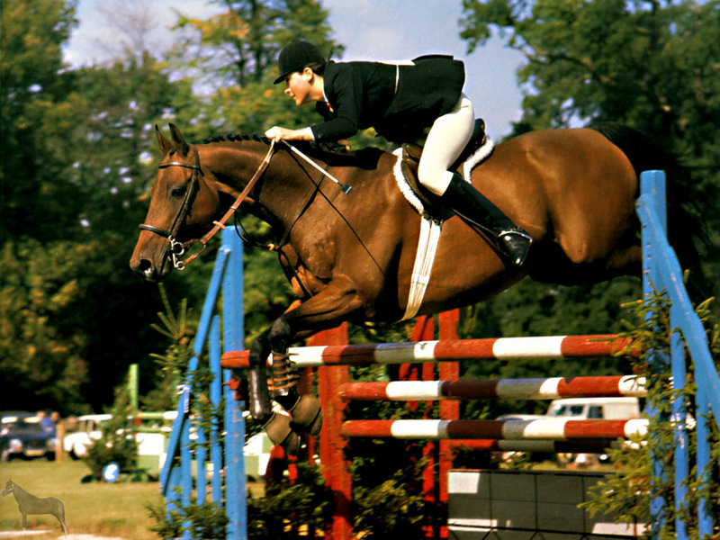 [Equus-SDC Horses] Flight III; DISPLAY FULL IMAGE.