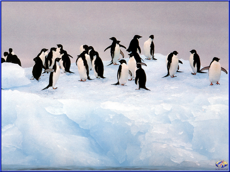 [PinSWD Scan - Taschen Calendar] Adelie Penguins; DISPLAY FULL IMAGE.