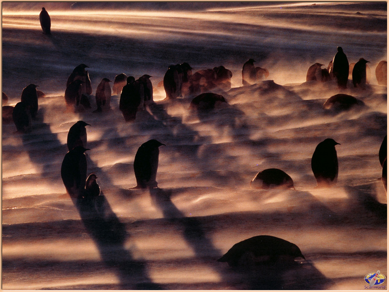 [PinSWD Scan - Taschen Calendar] Emperor Penguins in Blizzard; DISPLAY FULL IMAGE.