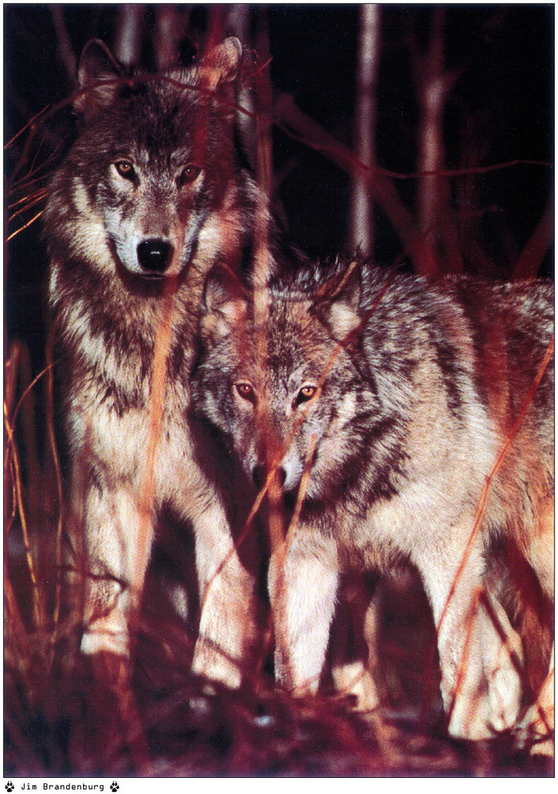 [Fafnir Scan - Jim Brandenburg] 'Brother Wolf' - 1998 Calendar; DISPLAY FULL IMAGE.