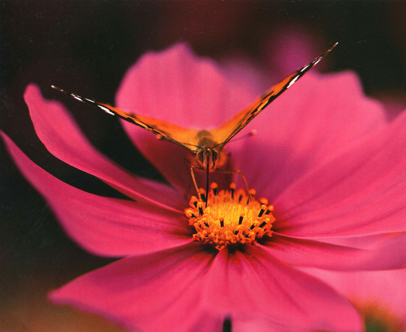 [Scenes of Korea] Painted Lady; DISPLAY FULL IMAGE.