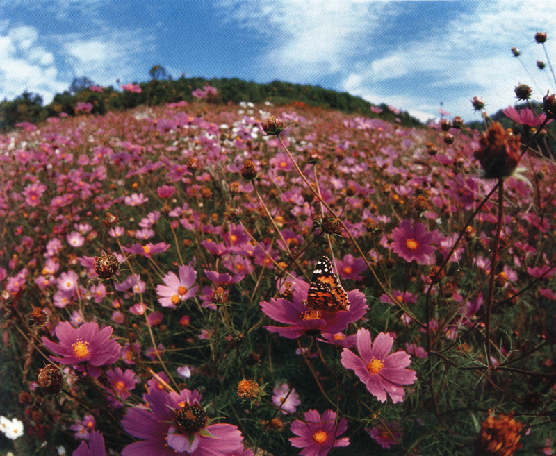 [Scenes of Korea] Painted Lady; DISPLAY FULL IMAGE.