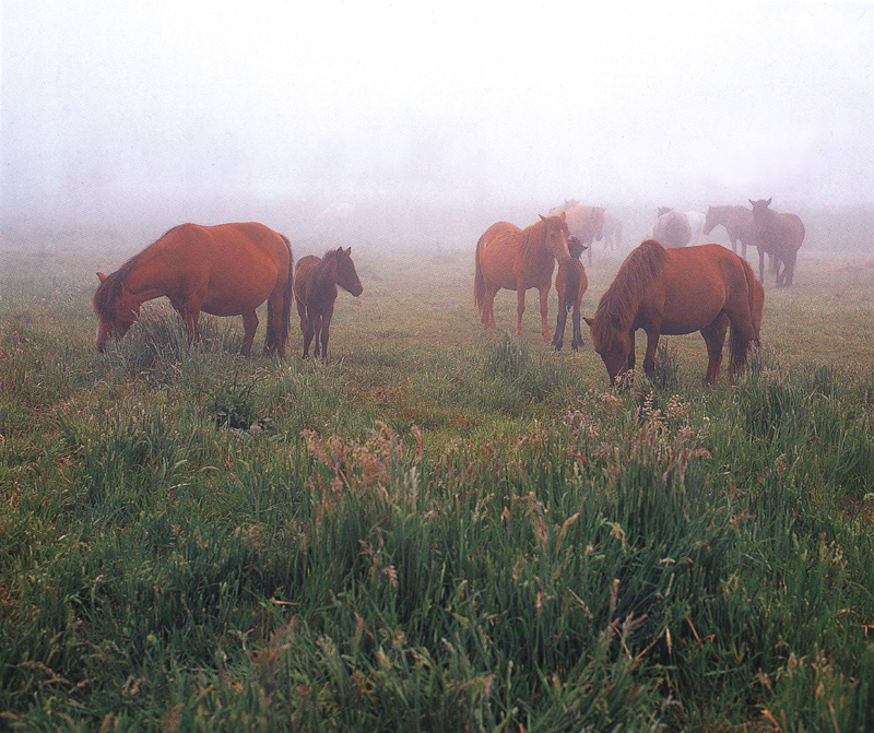 [Scenes of Korea] Cheju Ponies; DISPLAY FULL IMAGE.