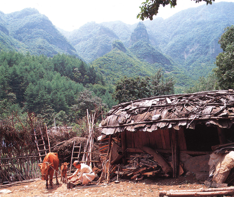 [Scenes of Korea] Korean Cow; DISPLAY FULL IMAGE.