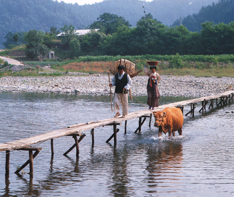 [Scenes of Korea] Korean Cow; DISPLAY FULL IMAGE.