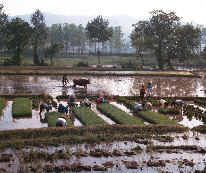 [Scenes of Korea] Korean Cow ploughs; DISPLAY FULL IMAGE.